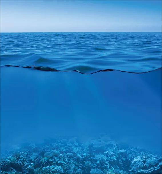 Marine Biology cover