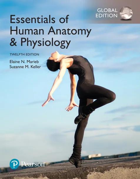 Essentials of Human Anatomy and Physiology, Global Edition cover