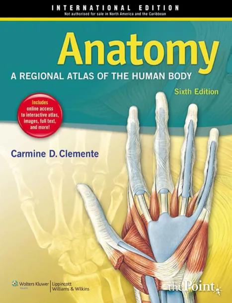Anatomy